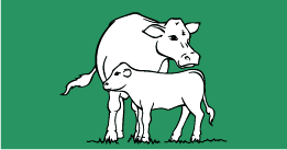 Vaches meres